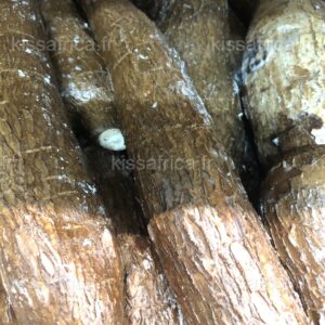 Manioc